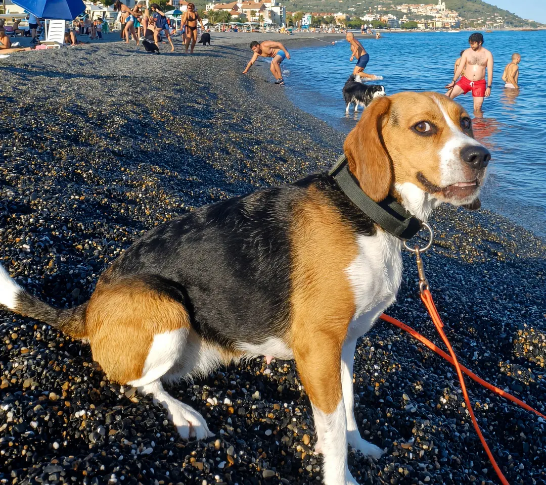 Un beagle al guinzaglio sulla battigia, con i bagnanti e il borgo di Cervo dietro