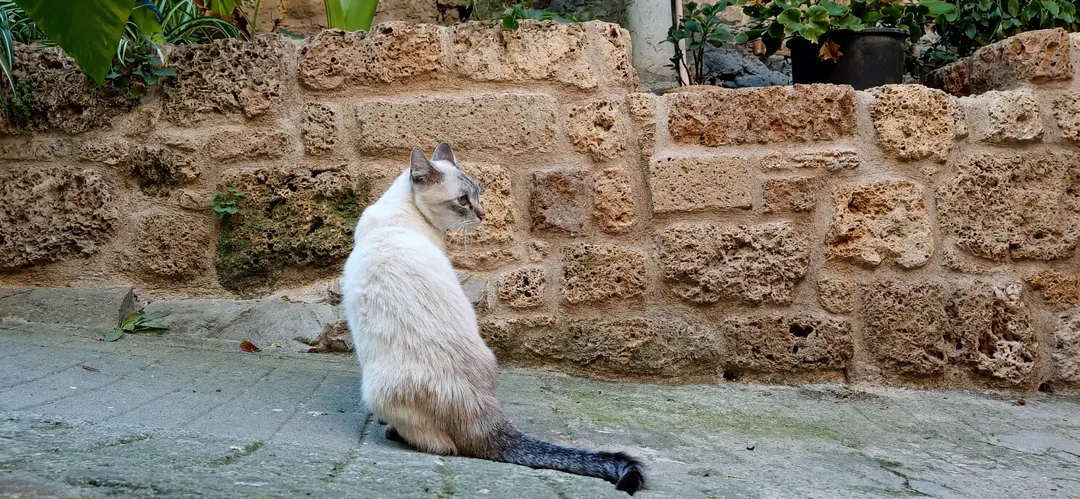 Il gatto siamese seduto davanti al muro di pietra chiara, con la coda distesa