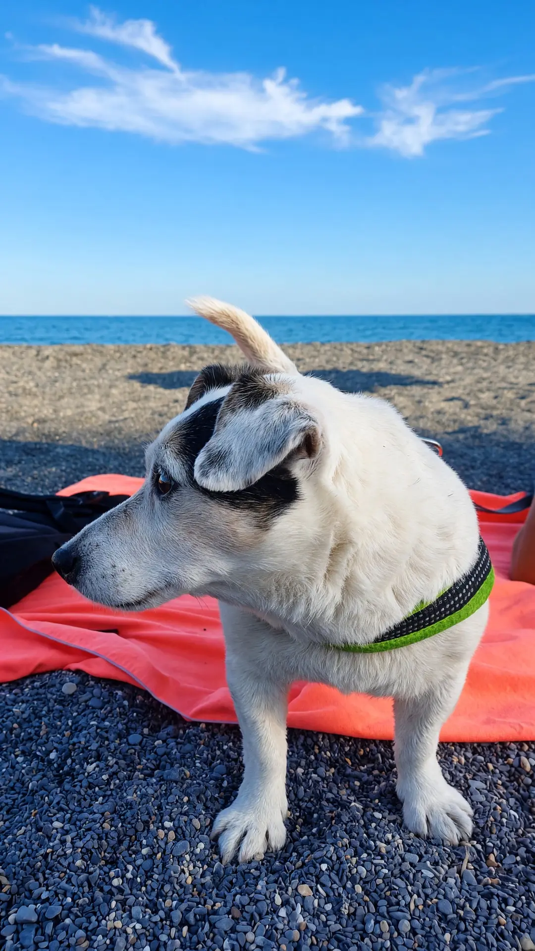 Un jack russell in piedi sul telo da mare, sui ciottoli, che guarda il mare
