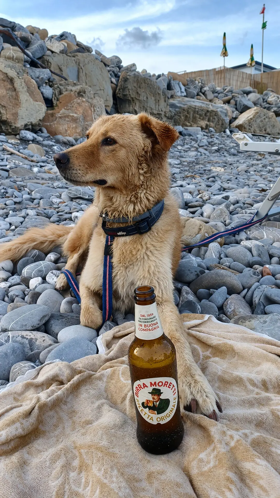 Noce sul telo in spiaggia, con una bottiglia di birra davanti alle zampe