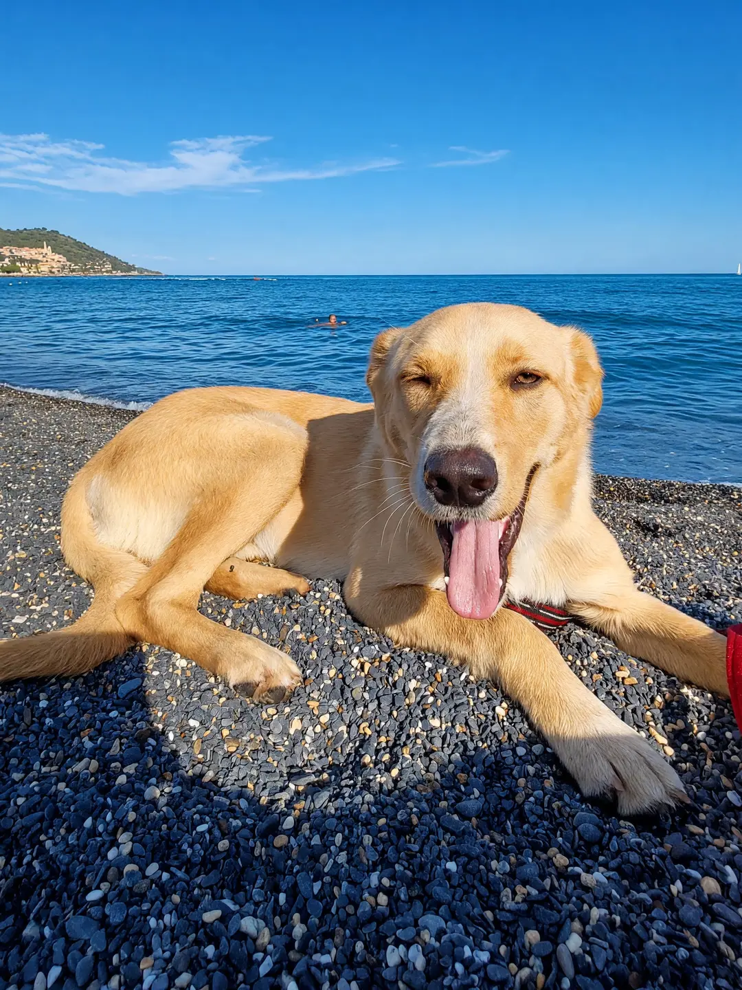 Sila, la mascotte di casa, sdraiato sui ciottoli della spiaggia con la lingua di fuori e Cervo all’orizzonte