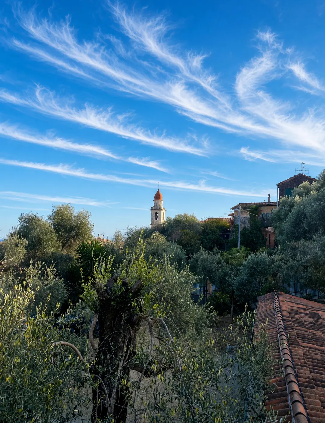 Gli ulivi intorno alla casa e il campanile, visti dal terrazzo